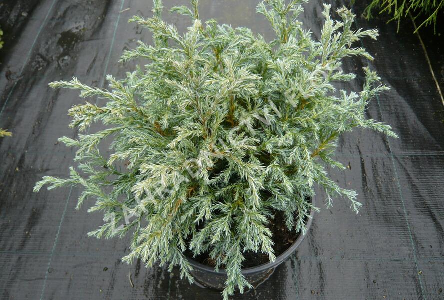 Cypřišek hrachonosný 'Baby Blue' - Chamaecyparis pisifera 'Baby Blue'