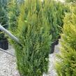 Cypřišek Lawsonův 'Alumigold' - Chamaecyparis lawsoniana 'Alumigold'