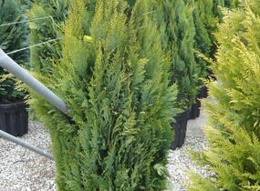 Cypřišek Lawsonův 'Alumigold' - Chamaecyparis lawsoniana 'Alumigold'