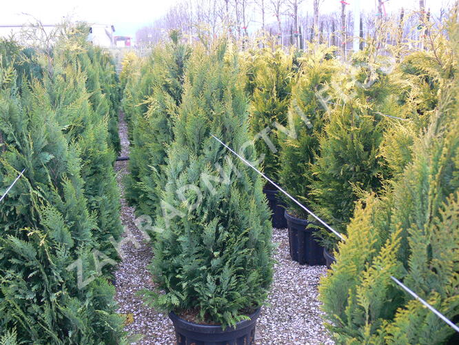 Cypřišek Lawsonův 'Alumigold' - Chamaecyparis lawsoniana 'Alumigold'