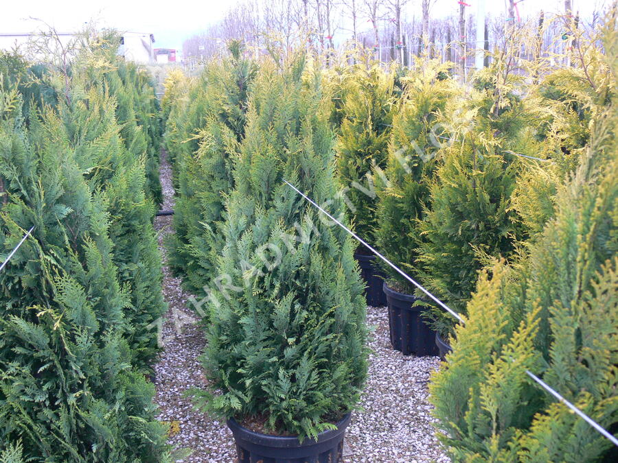 Cypřišek Lawsonův 'Alumigold' - Chamaecyparis lawsoniana 'Alumigold'