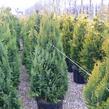 Cypřišek Lawsonův 'Alumigold' - Chamaecyparis lawsoniana 'Alumigold'