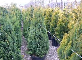 Cypřišek Lawsonův 'Alumigold' - Chamaecyparis lawsoniana 'Alumigold'