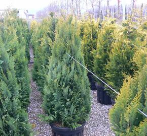 Cypřišek Lawsonův 'Alumigold' - Chamaecyparis lawsoniana 'Alumigold'