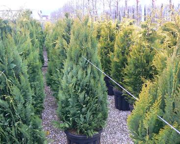 Cypřišek Lawsonův 'Alumigold'