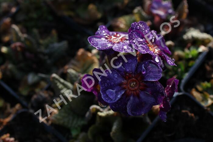 Prvosenka jarní 'Goldnugget Blue' - Primula veris 'Goldnugget Blue'