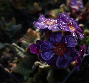 Prvosenka jarní 'Goldnugget Blue' - Primula veris 'Goldnugget Blue'