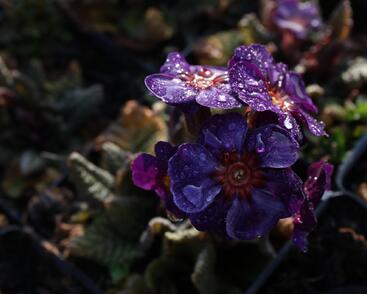 Prvosenka jarní 'Goldnugget Blue'