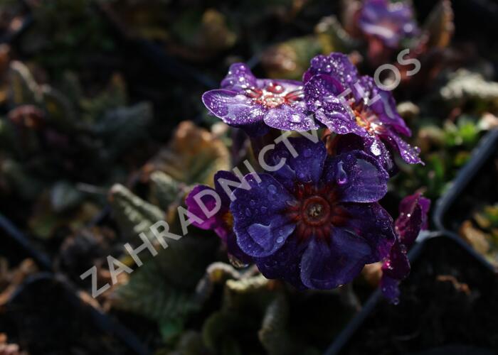 Prvosenka jarní 'Goldnugget Blue' - Primula veris 'Goldnugget Blue'