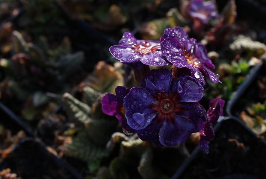 Prvosenka jarní 'Goldnugget Blue' - Primula veris 'Goldnugget Blue'