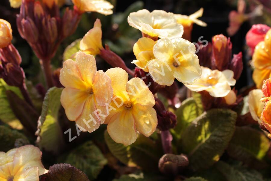 Prvosenka jarní 'Goldnugget Apricot' - Primula veris 'Goldnugget Apricot'