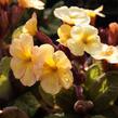 Prvosenka jarní 'Goldnugget Apricot' - Primula veris 'Goldnugget Apricot'