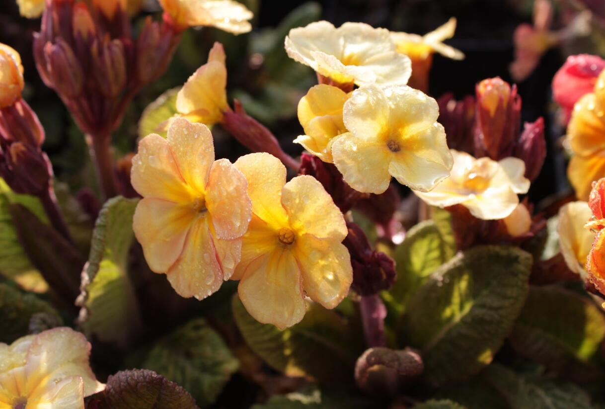 Prvosenka jarní 'Goldnugget Apricot' - Primula veris 'Goldnugget Apricot'