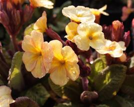 Prvosenka jarní 'Goldnugget Apricot'