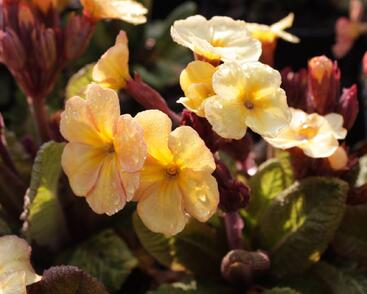 Prvosenka jarní 'Goldnugget Apricot'