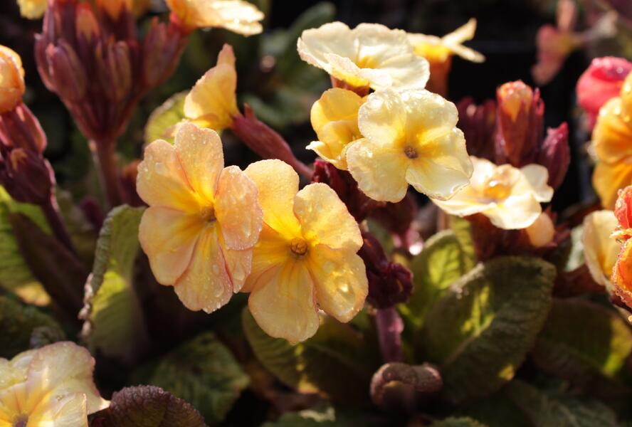 Prvosenka jarní 'Goldnugget Apricot' - Primula veris 'Goldnugget Apricot'