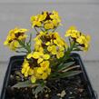 Trýzel 'Canaries Yellow' - Erysimum hybridum 'Canaries Yellow'