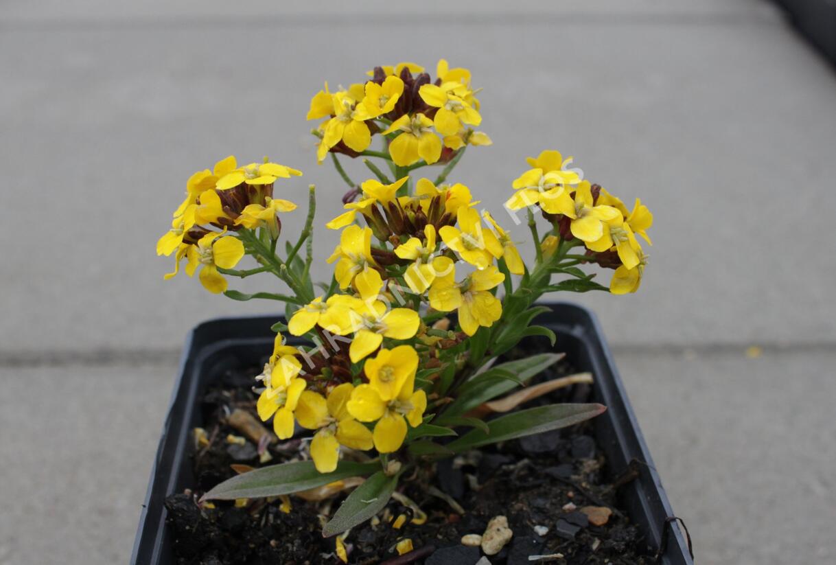 Trýzel 'Canaries Yellow' - Erysimum hybridum 'Canaries Yellow'