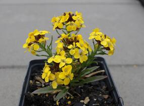 Trýzel 'Canaries Yellow' - Erysimum hybridum 'Canaries Yellow'
