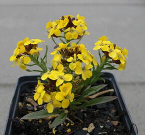 Trýzel 'Canaries Yellow' - Erysimum hybridum 'Canaries Yellow'