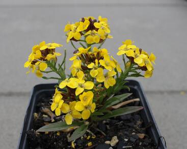 Trýzel 'Canaries Yellow'