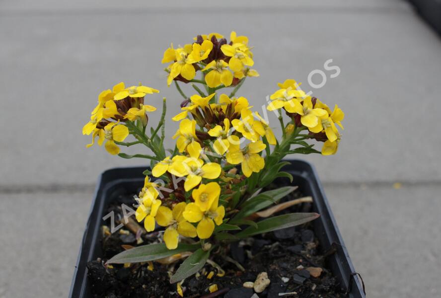 Trýzel 'Canaries Yellow' - Erysimum hybridum 'Canaries Yellow'