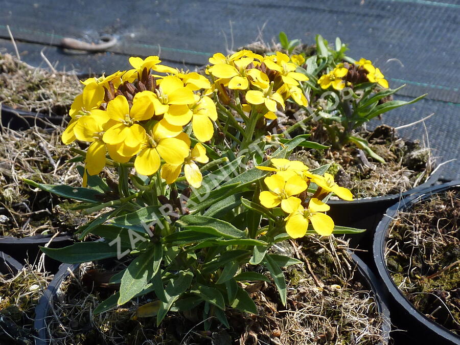 Trýzel 'Canaries Yellow' - Erysimum hybridum 'Canaries Yellow'