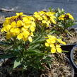 Trýzel 'Canaries Yellow' - Erysimum hybridum 'Canaries Yellow'