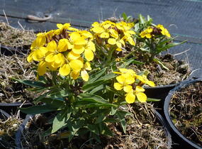 Trýzel 'Canaries Yellow' - Erysimum hybridum 'Canaries Yellow'