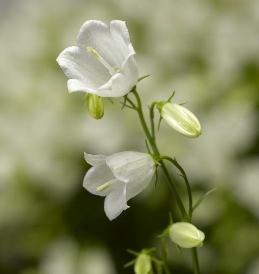 Zvonek lžičkolistý 'Swinging Bells White' - Campanula cochleariifolia 'Swinging Bells White'