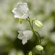 Zvonek lžičkolistý 'Swinging Bells White' - Campanula cochleariifolia 'Swinging Bells White'