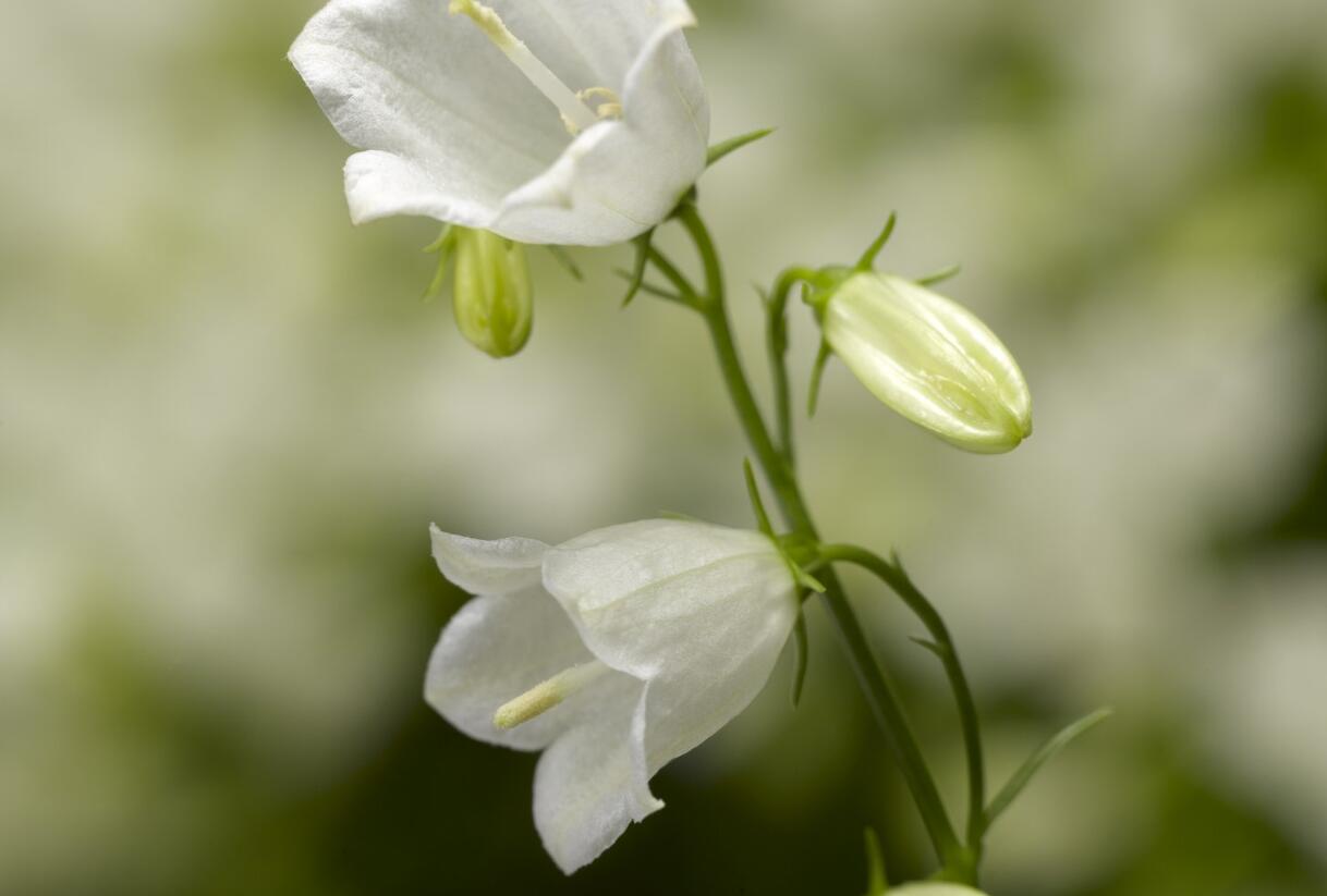 Zvonek lžičkolistý 'Swinging Bells White' - Campanula cochleariifolia 'Swinging Bells White'