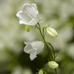 Zvonek lžičkolistý 'Swinging Bells White' - Campanula cochleariifolia 'Swinging Bells White'
