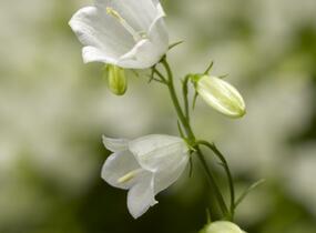 Zvonek lžičkolistý 'Swinging Bells White' - Campanula cochleariifolia 'Swinging Bells White'