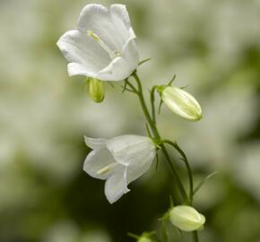 Zvonek lžičkolistý 'Swinging Bells White' - Campanula cochleariifolia 'Swinging Bells White'