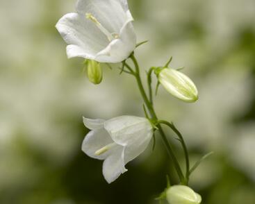 Zvonek lžičkolistý 'Swinging Bells White'