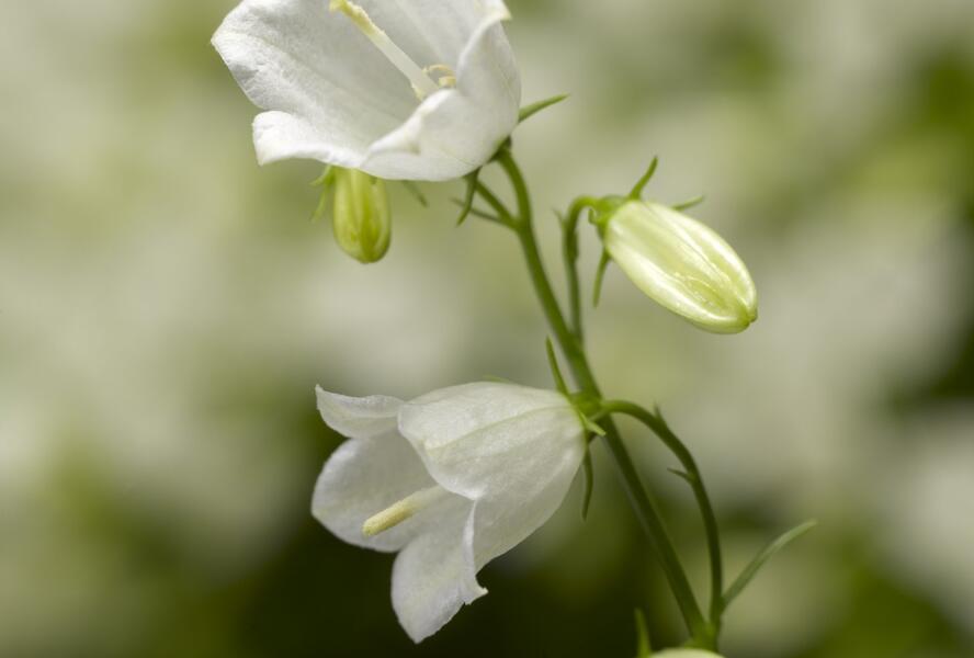 Zvonek lžičkolistý 'Swinging Bells White' - Campanula cochleariifolia 'Swinging Bells White'