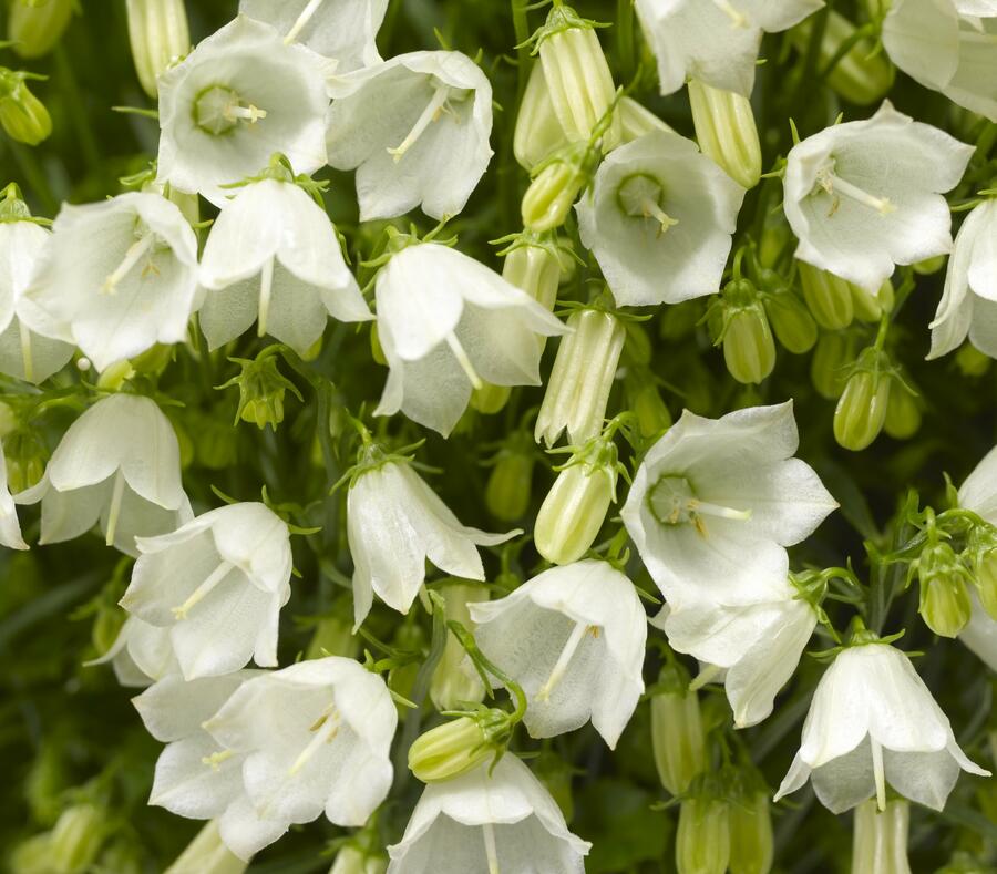 Zvonek lžičkolistý 'Swinging Bells White' - Campanula cochleariifolia 'Swinging Bells White'
