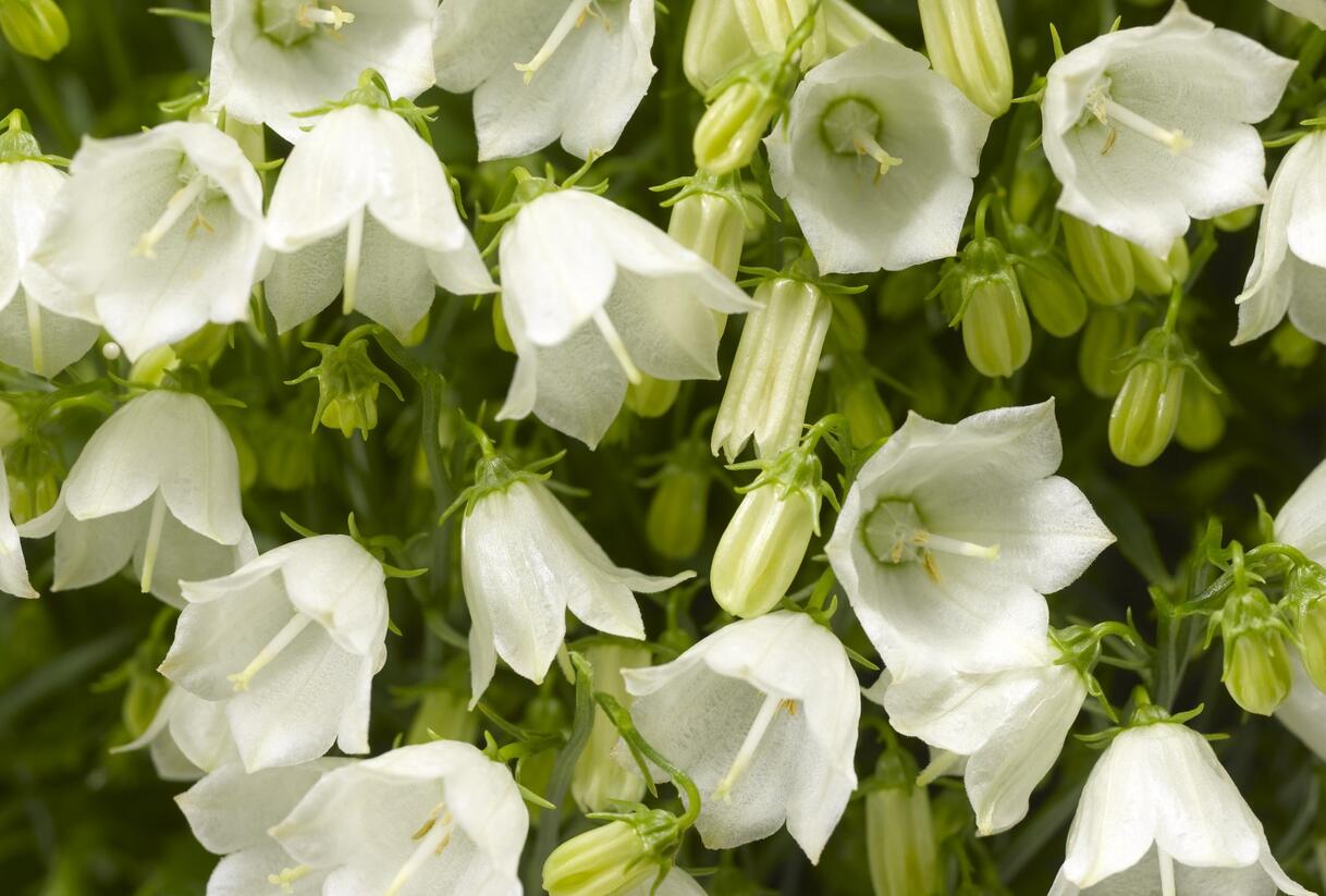 Zvonek lžičkolistý 'Swinging Bells White' - Campanula cochleariifolia 'Swinging Bells White'