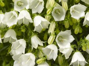 Zvonek lžičkolistý 'Swinging Bells White' - Campanula cochleariifolia 'Swinging Bells White'