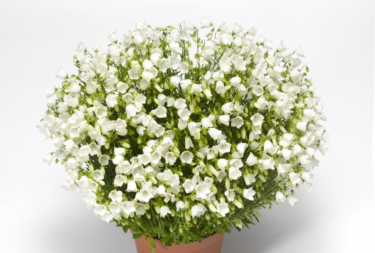 Zvonek lžičkolistý 'Swinging Bells White' - Campanula cochleariifolia 'Swinging Bells White'