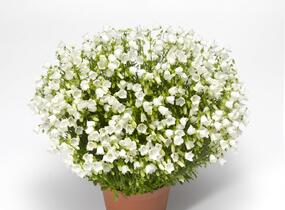 Zvonek lžičkolistý 'Swinging Bells White' - Campanula cochleariifolia 'Swinging Bells White'