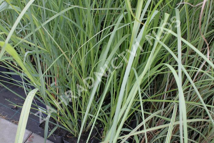 Pampová tráva 'Rosea' - Cortaderia selloana 'Rosea'