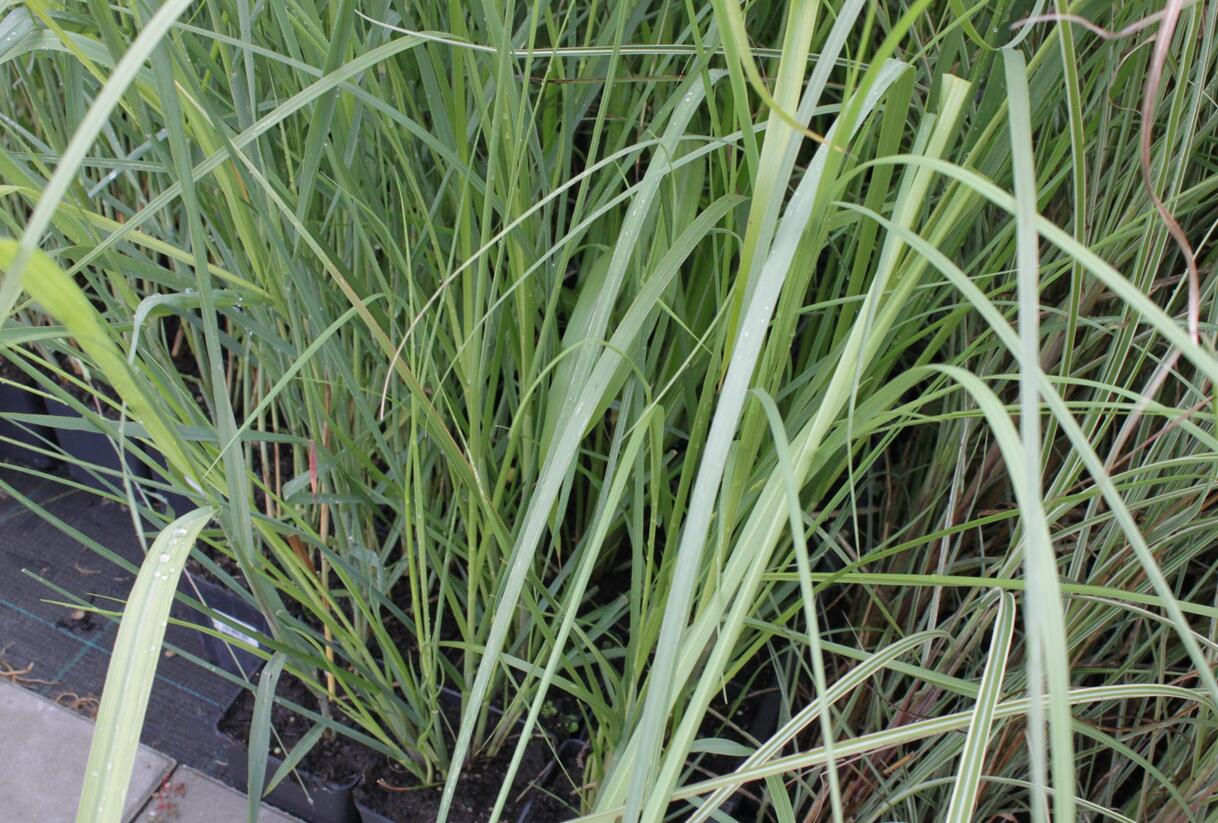 Pampová tráva 'Rosea' - Cortaderia selloana 'Rosea'