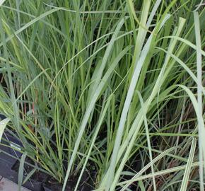 Pampová tráva 'Rosea' - Cortaderia selloana 'Rosea'