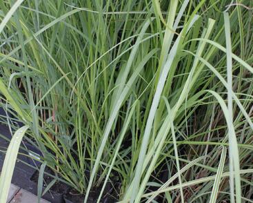 Pampová tráva 'Rosea'