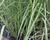 Pampová tráva 'Rosea'