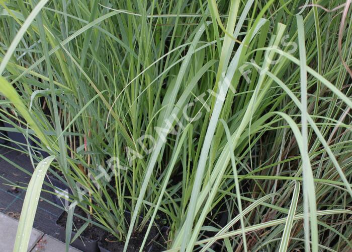 Pampová tráva 'Rosea' - Cortaderia selloana 'Rosea'