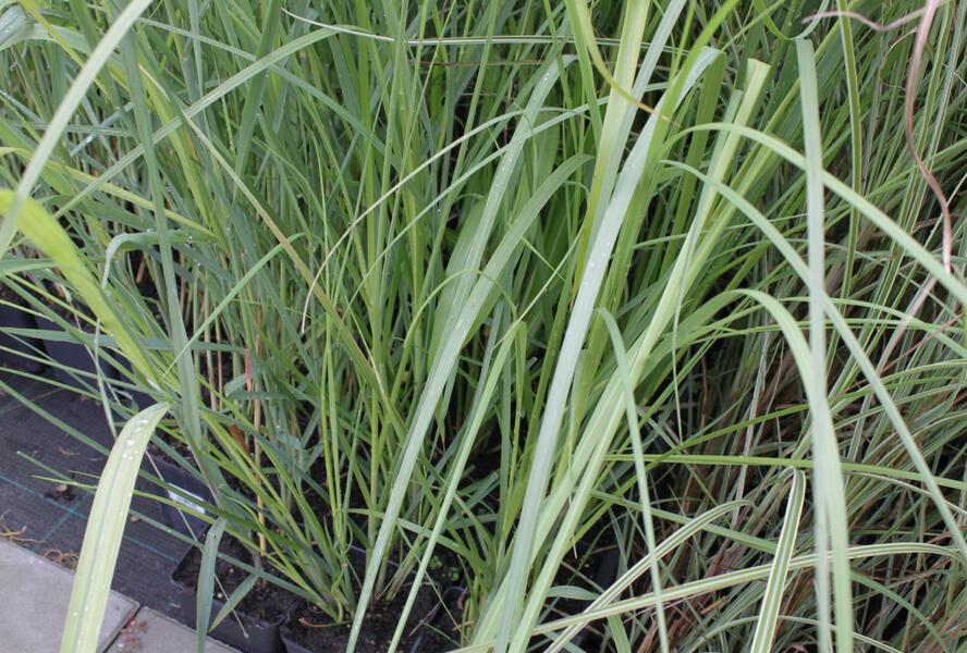 Pampová tráva 'Rosea' - Cortaderia selloana 'Rosea'