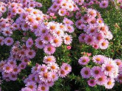 Hvězdnice novoanglická 'Rosa Sieger' - Aster novae-angliae 'Rosa Sieger'